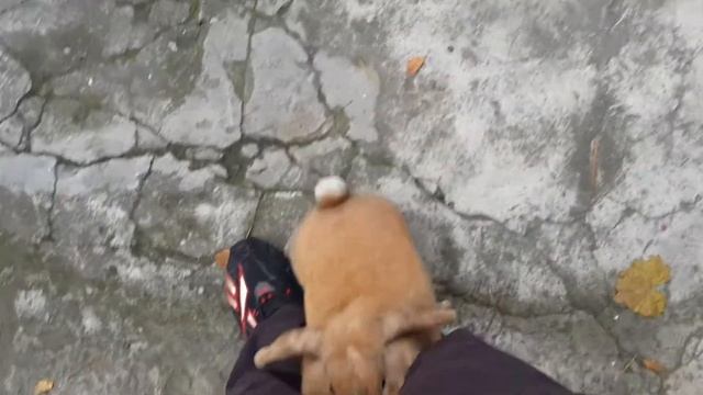 Наша собачка-кролик Ася! !