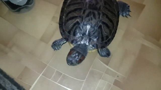 Знакомая черепаха ползает по полу