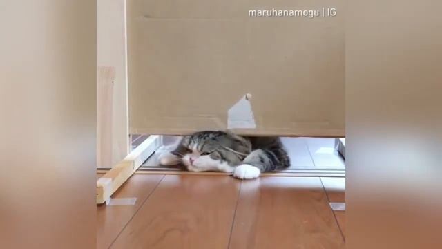 ЛУЧШИЕ ПРИКОЛЫ с животными 2020! №10 Смешные коты,собаки новинки видео смотреть онлайн