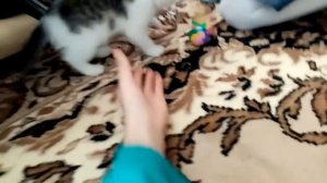 Котики, обнимаются 🥰