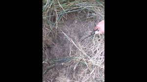 Знакомство ягдтерьера с норой.