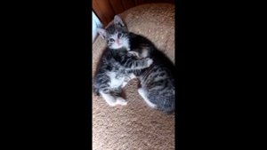 Котята 1,5 месяца