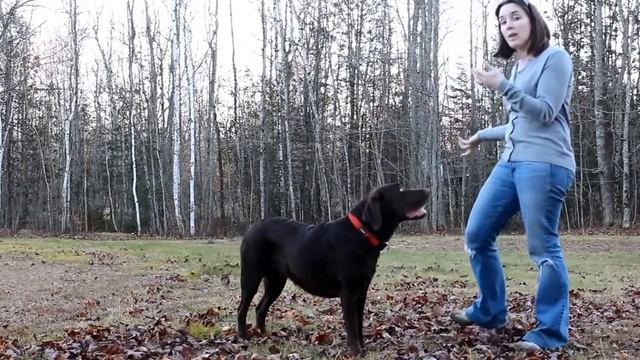 How to Train a Dog to Fetch (Quick and Easy-to-Follow Guide) смотреть онлайн