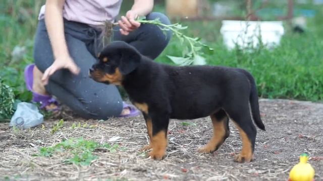 Ротвейлер Кармэн Электра, барышня) смотреть онлайн