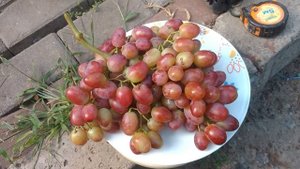 Виноград Зоренька