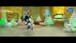 Легко - Собаки