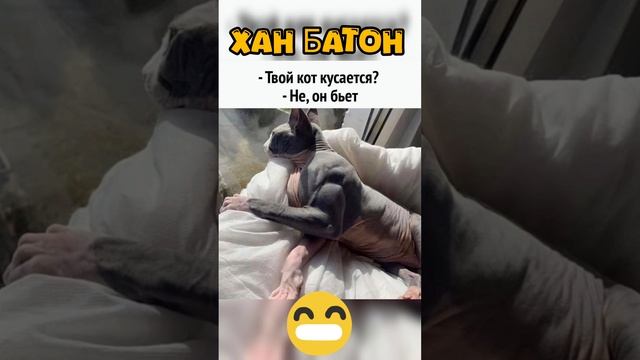 Кот который бьет... | #ХанБатон #XAH6ATOH #shorts #vlog #дзен #dzen #кот #cat #смех #позитив #юмор |