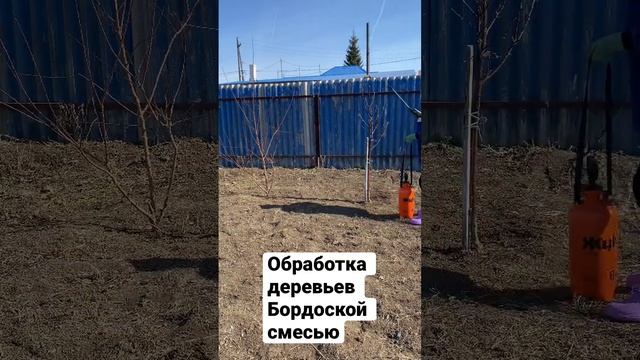 #борьбасвредителями Обработка деревьев Бордоской смесью