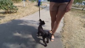 Китайский хохлатый ...из города Триполье ..как часть трипольской культуры ..)