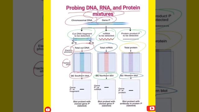 Probing DNA, RNA and Protein mixture by using Molecular techniques
