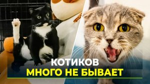 На Ямале стартовала акция «Мой кот»