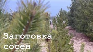 В Станице Луганской заготавливают сосны к Новому году