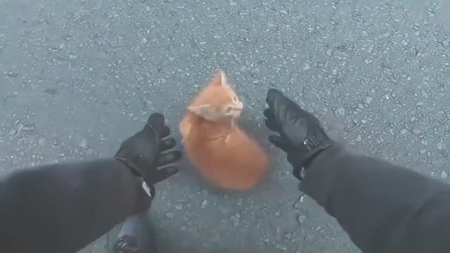 Спасение и помощь животным. Люди с добрым сердцем 💖 Подборка