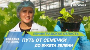 Накормить себя и соседей: какие продукты питания производят в Ленинградской области?