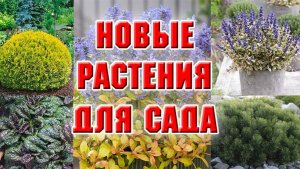 Купила новые растения в свой сад