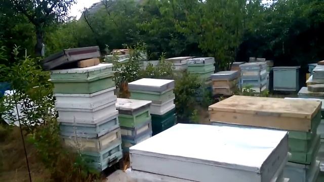 Пасека 30.06.2017 смотреть онлайн