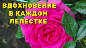 Лето и розы — это идеальное сочетание!!!