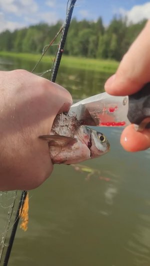 2023 год Август. Большой Кумикуш. 15