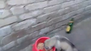 Малыши Хаски играют