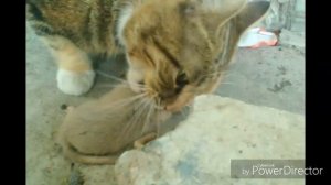 Кошка съела мышь