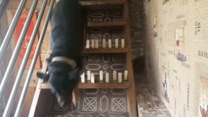 ПРОХОДЯТ ПОЛОСУ ПРЕПЯТСТВИЙ КОШКА МАРУСЯ И СОБАКА ДЖУДИ. СМЕШНЫЕ ЖИВОТНЫЕ. ПРИКОЛЫ С ЖИВОТНЫМИ.