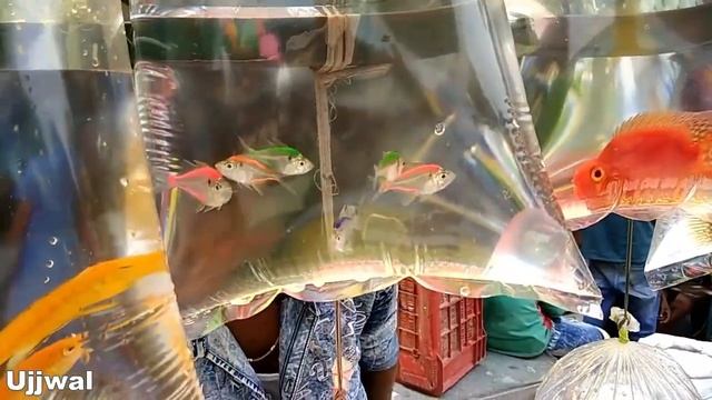 Aquarium fish Colour fish смотреть онлайн