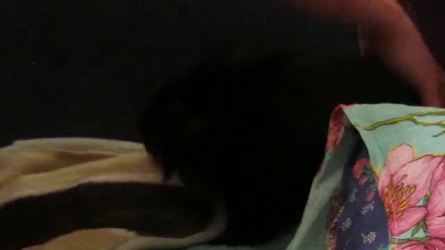 хрюкающий кролик смотреть онлайн