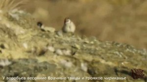 Брачные ухаживания воробьев в столовой филина