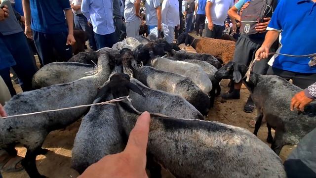 Карши Карвон мол бозори нархлари 14.07.2024 й