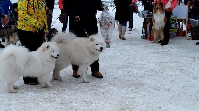 Продолжение собака-обнимака смотреть онлайн