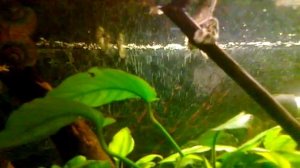 Панцирная щука в аквариуме. Lepisosteus oculatus 水族館チューブラー穂先.1.