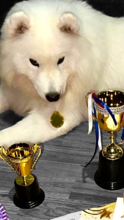 САМОЕД МИЛКА🕊️