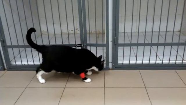 Диабетическая нейропатия у кота.
