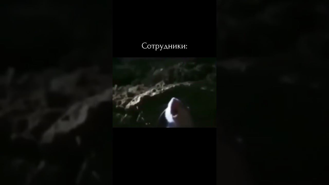 #юмор #бизнес #шутка #весело #shorts #shortsvideo
