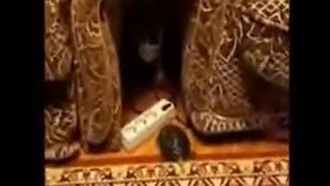 КОТ И ЧЕРЕПАХА