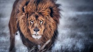 Самый сильный Нашид 2020 Мощный Нашид