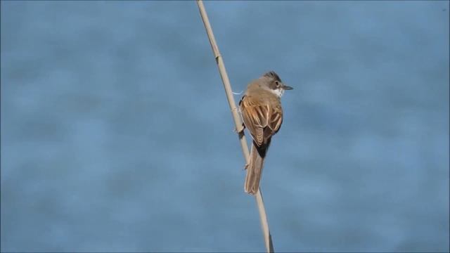 Серая славка Sylvia communis смотреть онлайн
