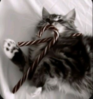 полик на связи