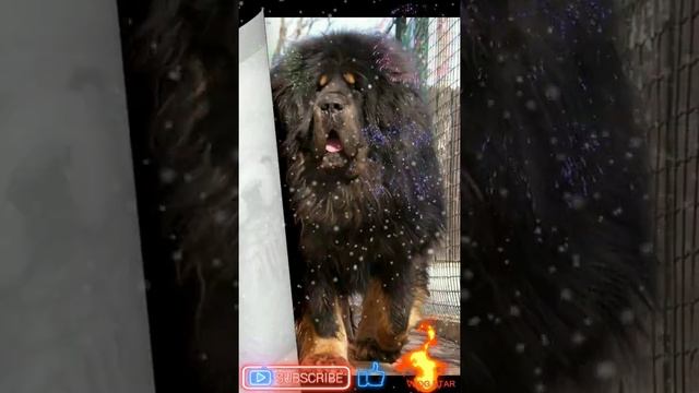 тибетский мастиф смотреть онлайн