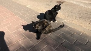 FUNNY CATS eat rice, bread and cheese😸Смешные коты едят рис, хлеб и сыр🐱面白い猫はご飯、パン、チーズを食べる😺