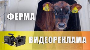 Обзор фермерского хозяйства - коровки