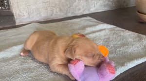 Щенок американского булли, девочка, лилового окраса.