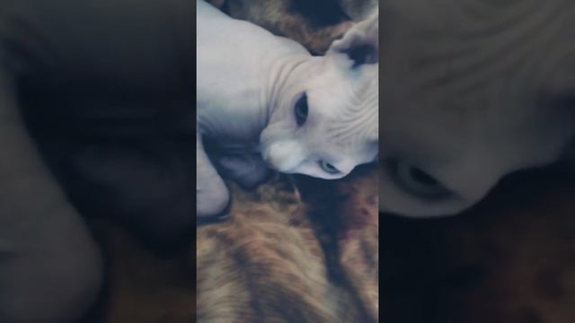 Самый крутой лисий кот в истории смотреть онлайн