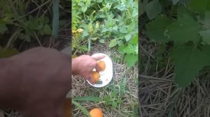 АБРИКОС ГОЛД РІЧ