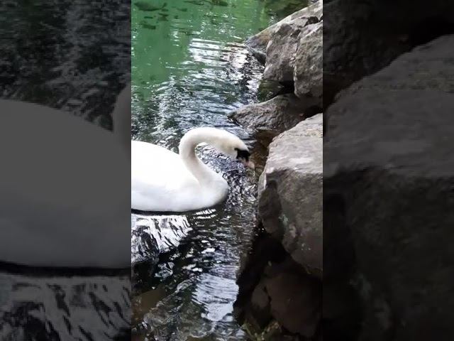 how does a swan eat / как ест лебедь смотреть онлайн