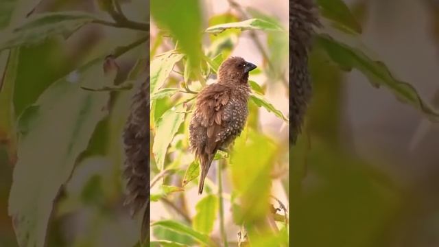 Bird #youtube #youshirt #bird #channel