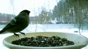 Снегири: настоящие зимние птицы