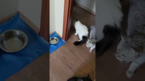 ЦЫПА - ЦЫПА😂😂😂😂