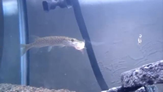 Щука в аквариуме смотреть онлайн