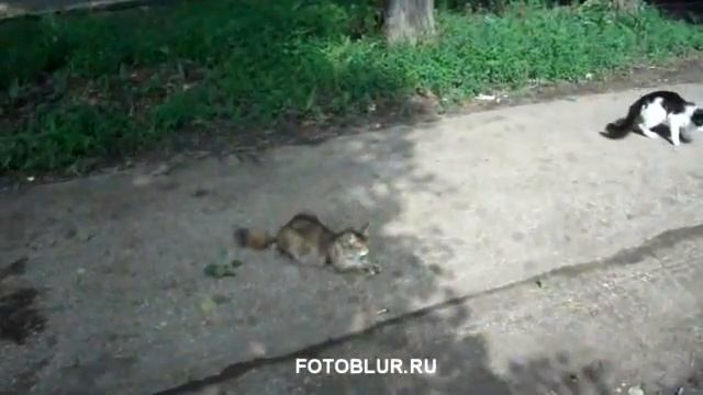 Кошки и собака